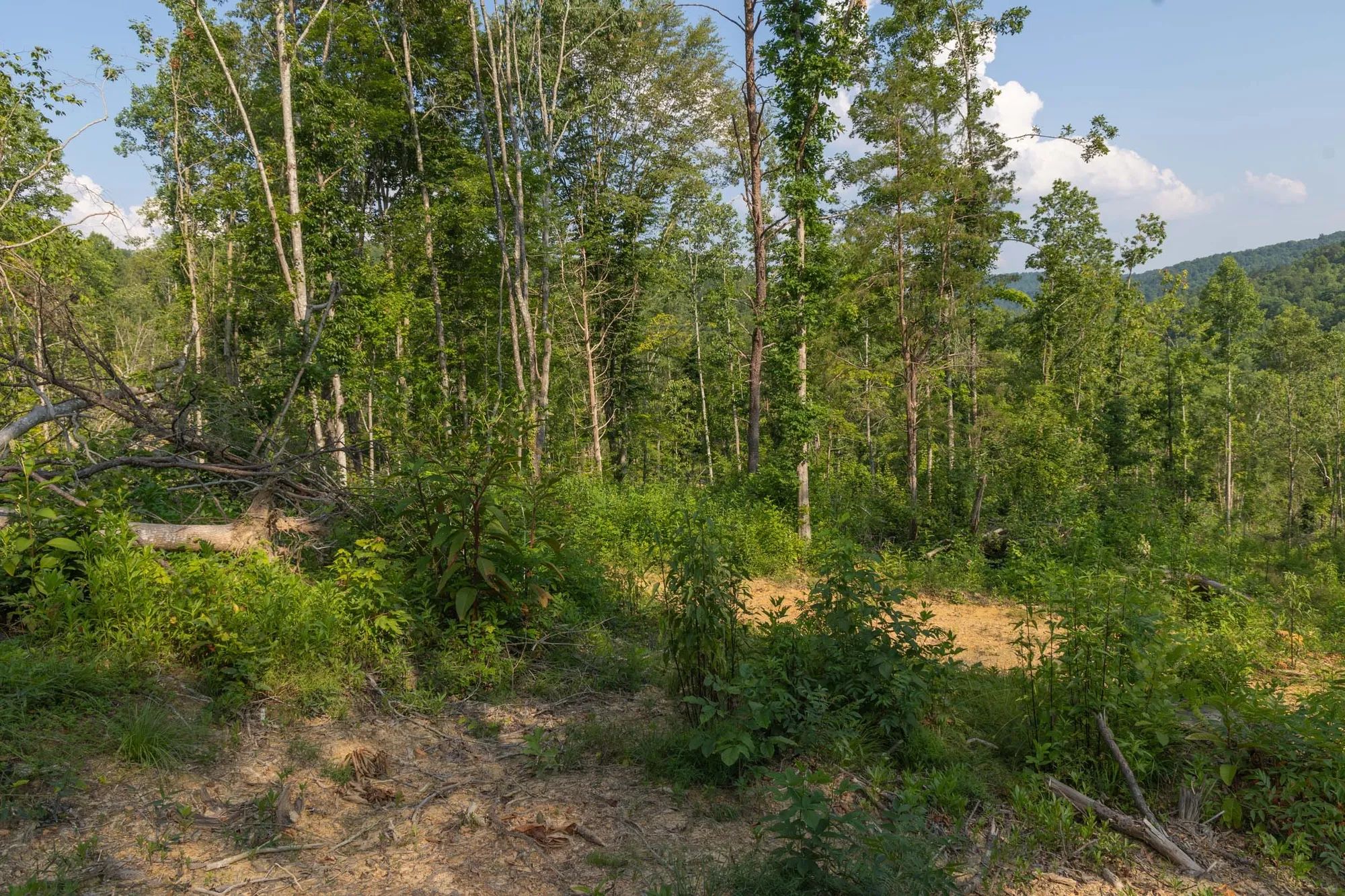 Creek Hollow Phase II Tract 82 in Rockcastle County, KY
