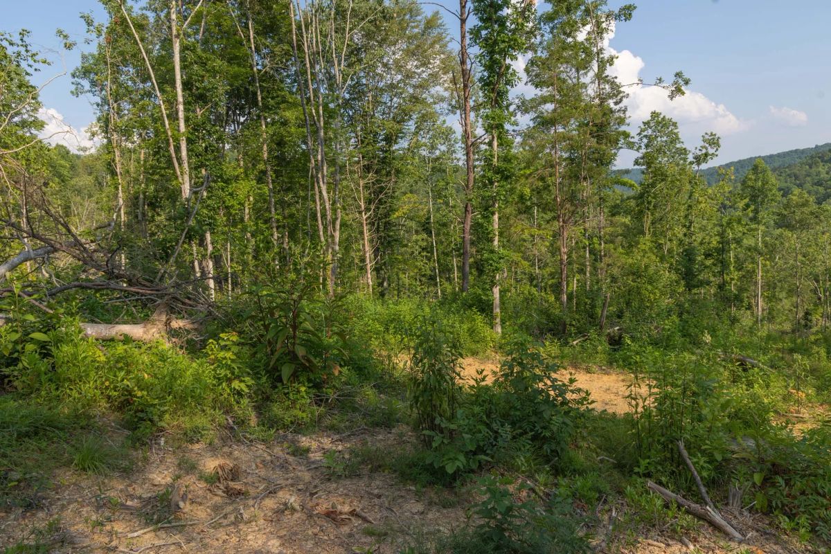 Creek Hollow Phase II Tract 82 - Image 4