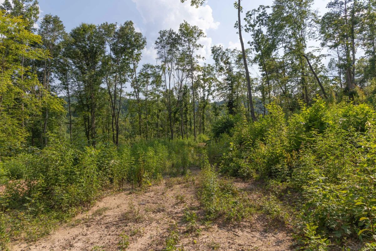 Decorative background for Creek Hollow Phase II Tract 82 image 5