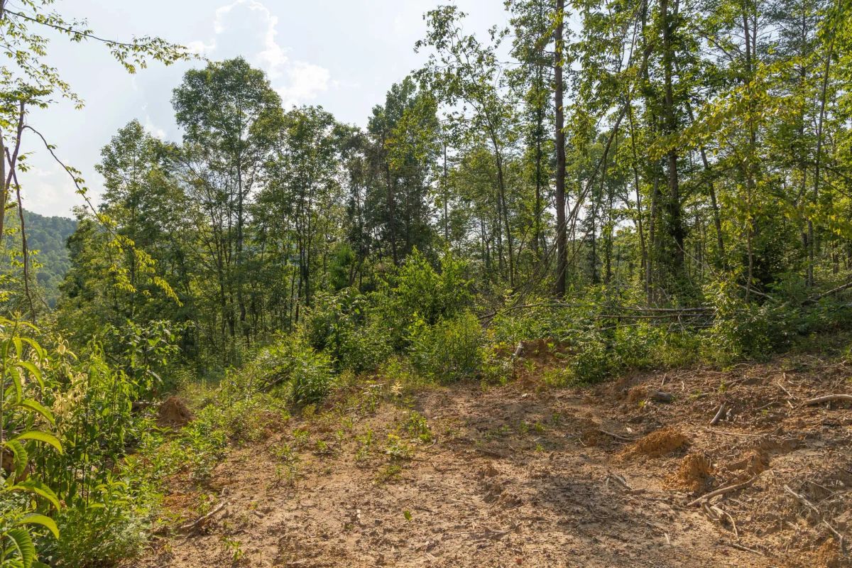 Decorative background for Creek Hollow Phase II Tract 82 image 6