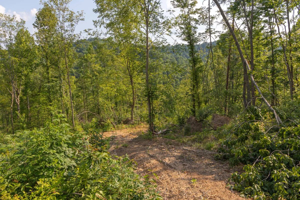 Decorative background for Creek Hollow Phase II Tract 82 image 7