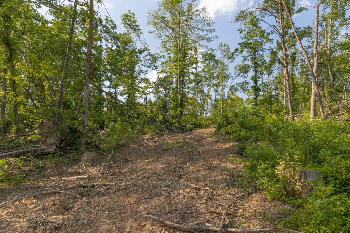 Decorative background for Creek Hollow Phase II Tract 82 image 8