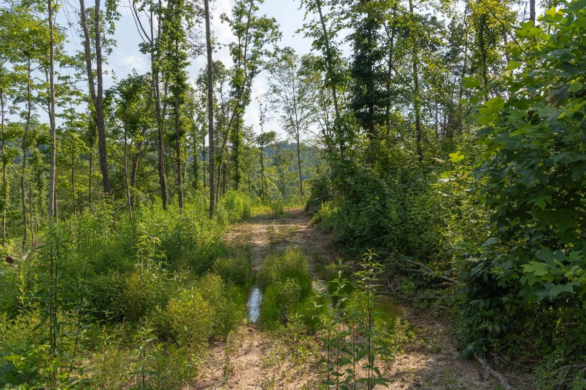 Decorative background for Creek Hollow Phase II Tract 82 image 9