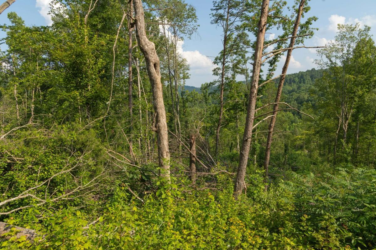 Decorative background for Creek Hollow Phase II Tract 82 image 10