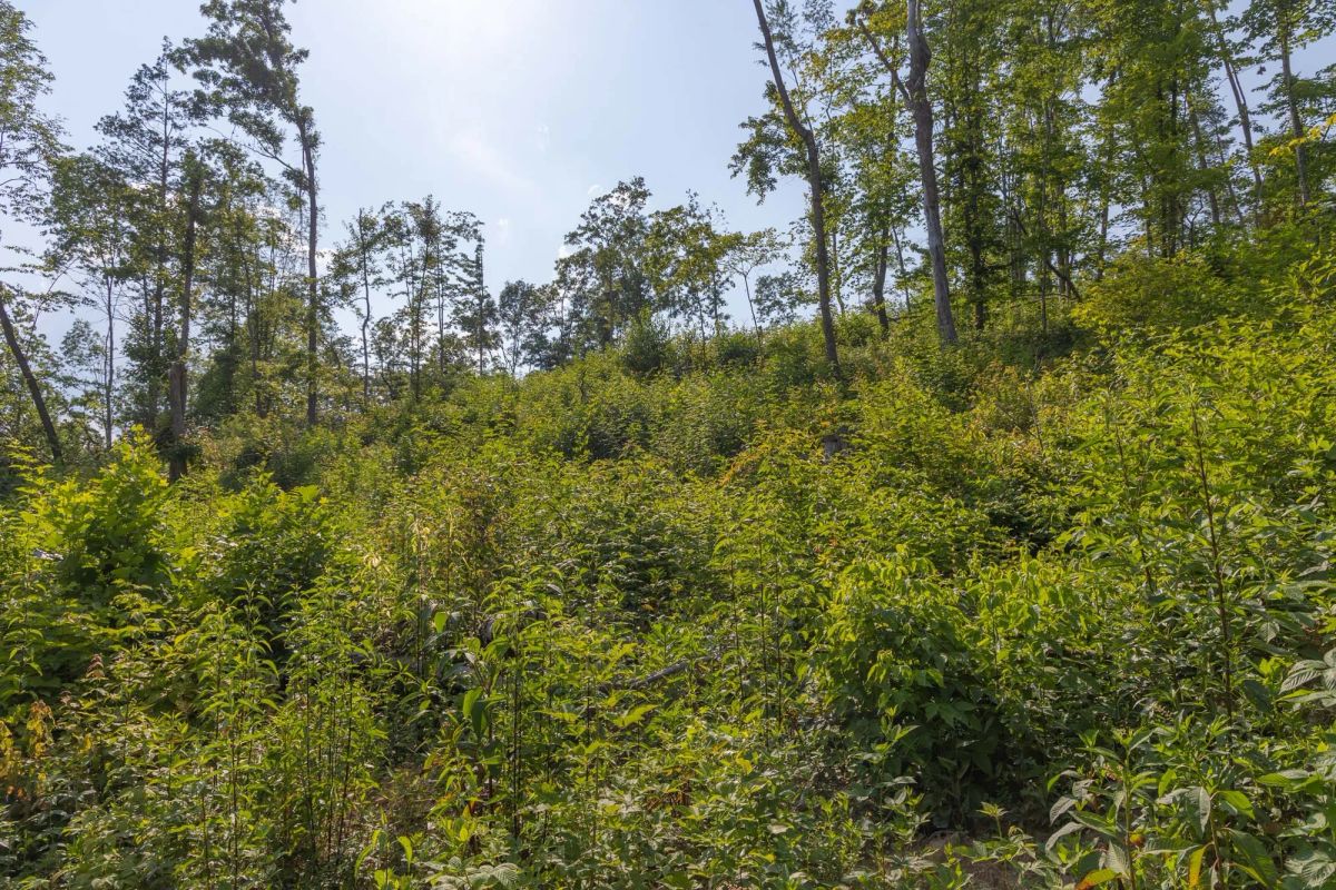Decorative background for Creek Hollow Phase II Tract 82 image 11