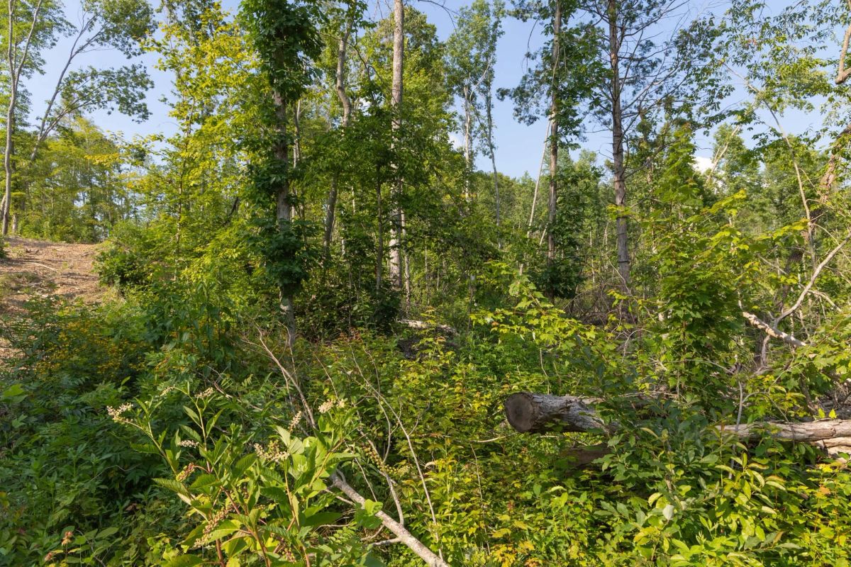 Decorative background for Creek Hollow Phase II Tract 82 image 12