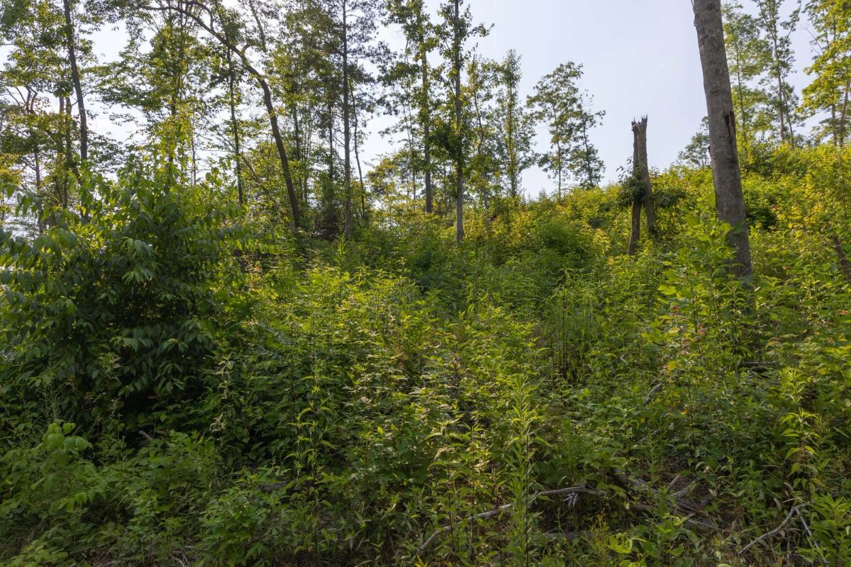 Decorative background for Creek Hollow Phase II Tract 82 image 13