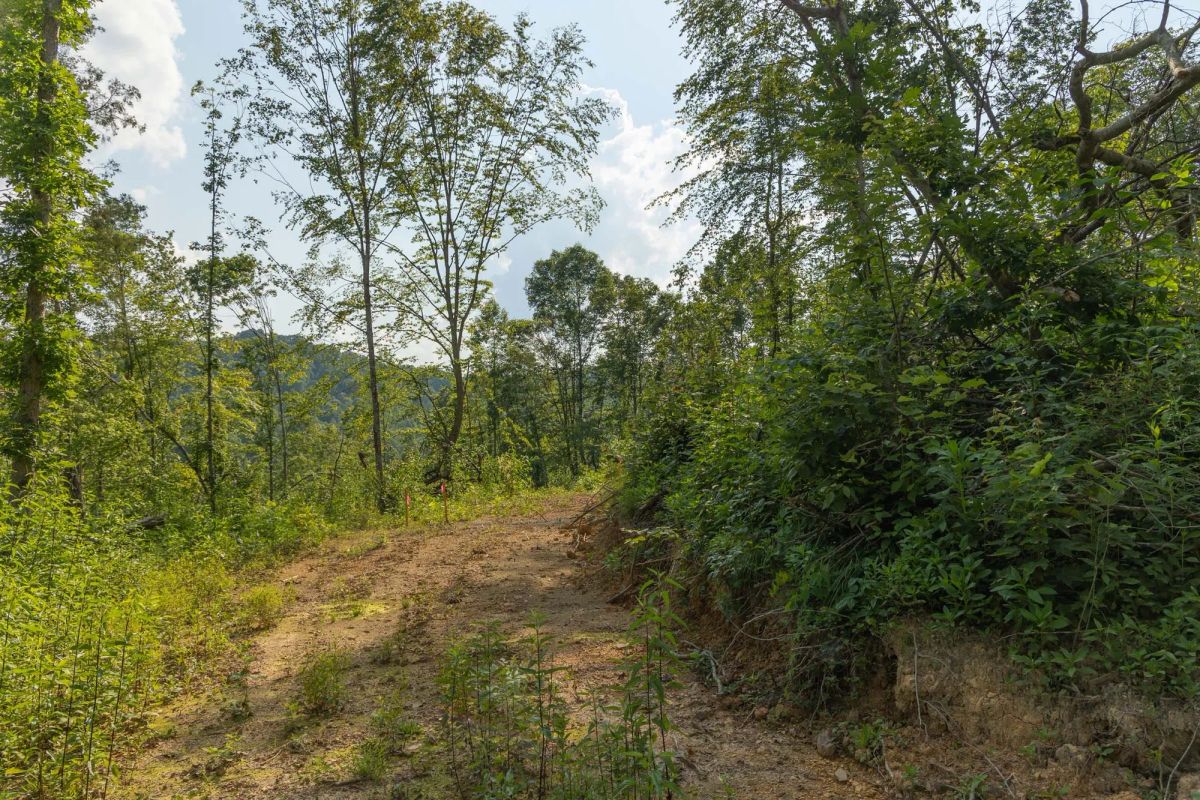 Decorative background for Creek Hollow Phase II Tract 82 image 14