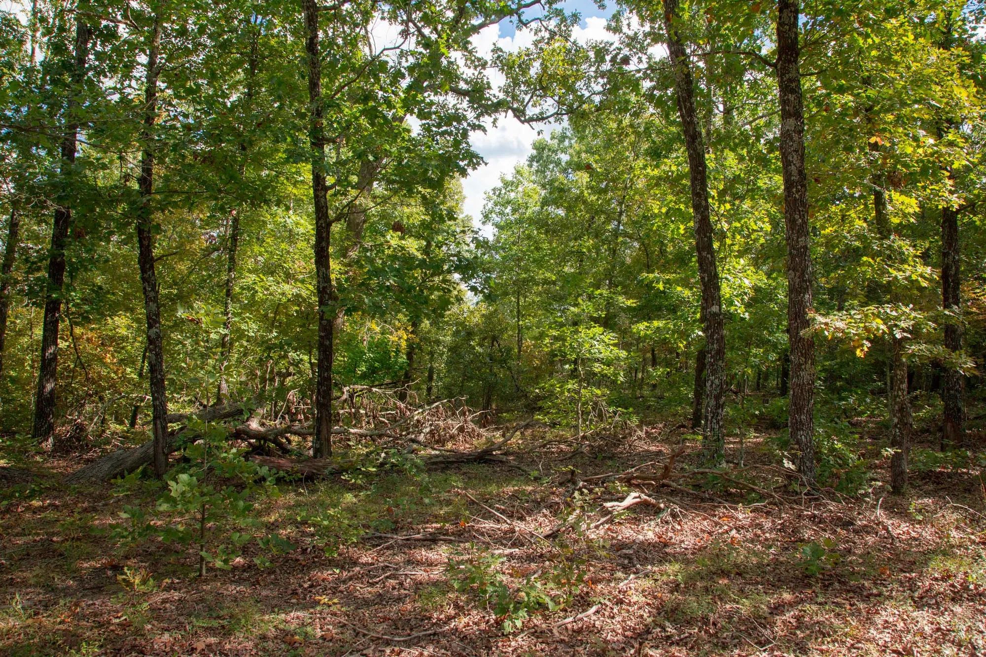 Wagon Wheel Ranch Tract 20 in Dent County, MO