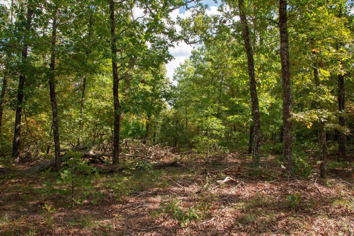 Wagon Wheel Ranch Tract 20 - Image 2