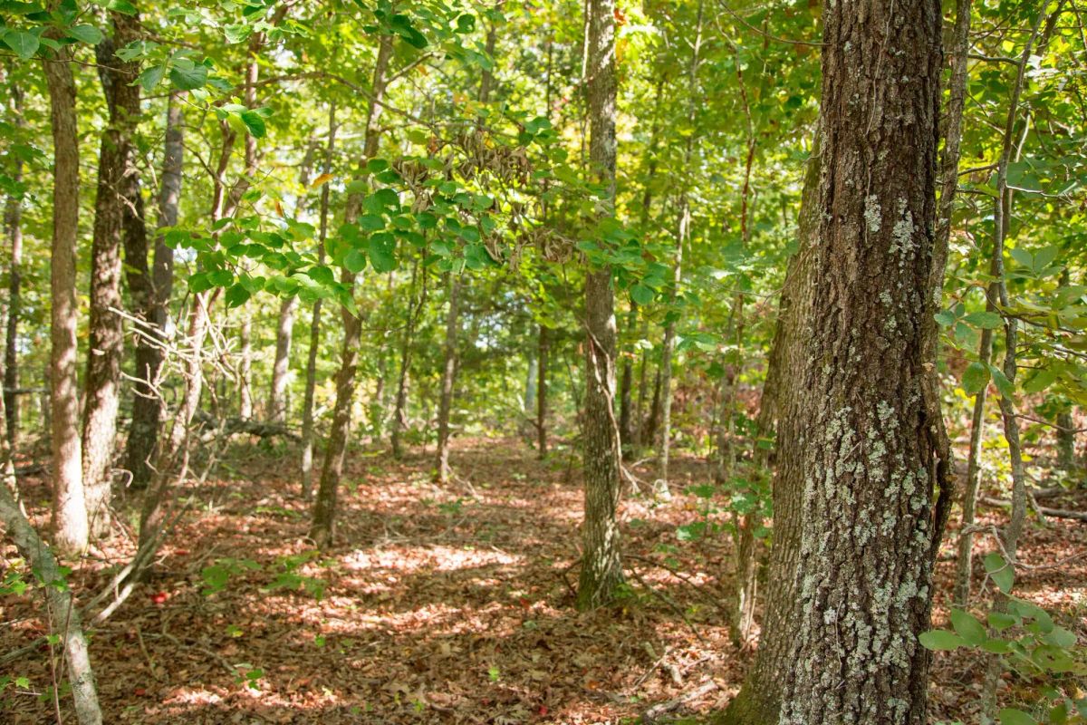 Decorative background for Wagon Wheel Ranch Tract 20 image 5
