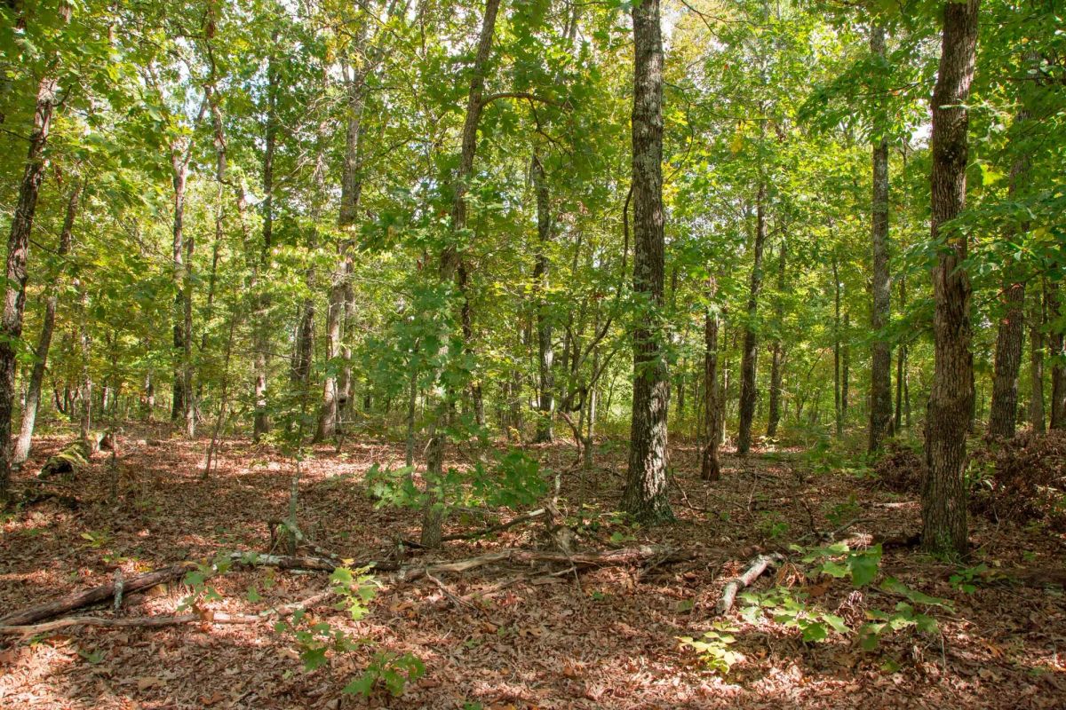 Decorative background for Wagon Wheel Ranch Tract 20 image 6