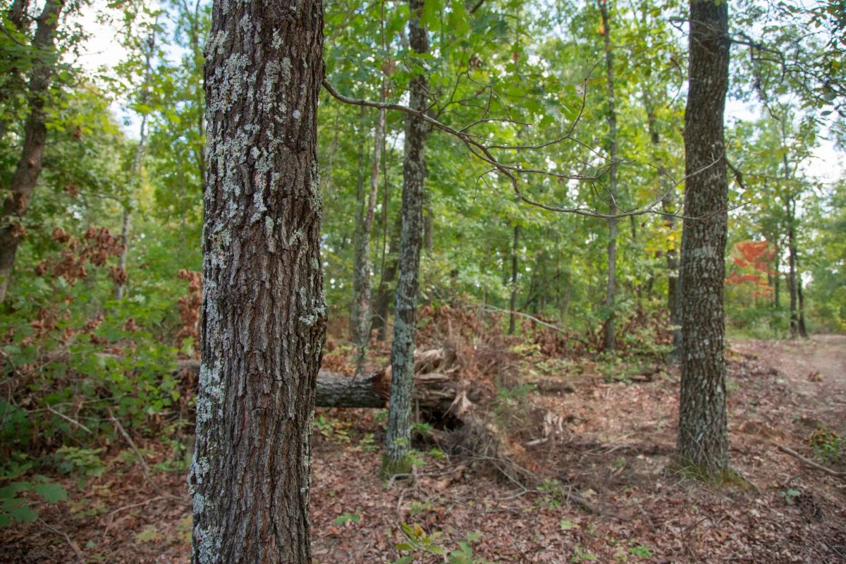 Decorative background for Wagon Wheel Ranch Tract 20 image 10