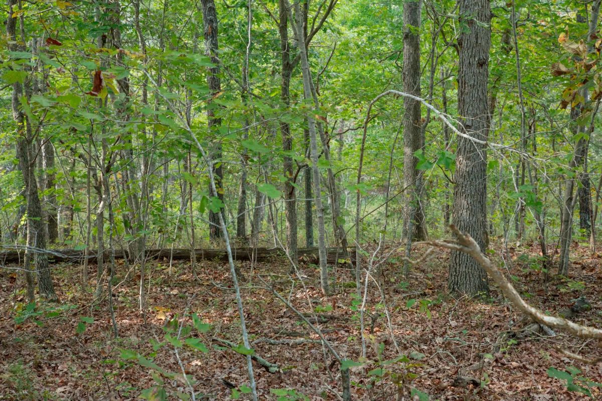 Decorative background for Wagon Wheel Ranch Tract 20 image 14
