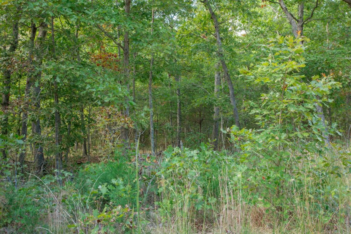 Decorative background for Wagon Wheel Ranch Tract 20 image 19