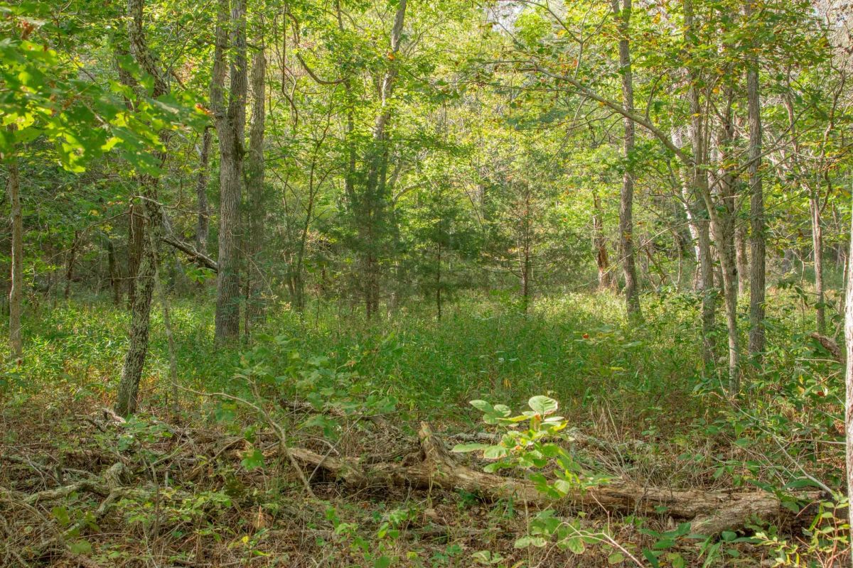 Decorative background for Wagon Wheel Ranch Tract 20 image 24