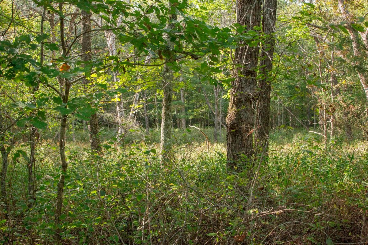Decorative background for Wagon Wheel Ranch Tract 20 image 25