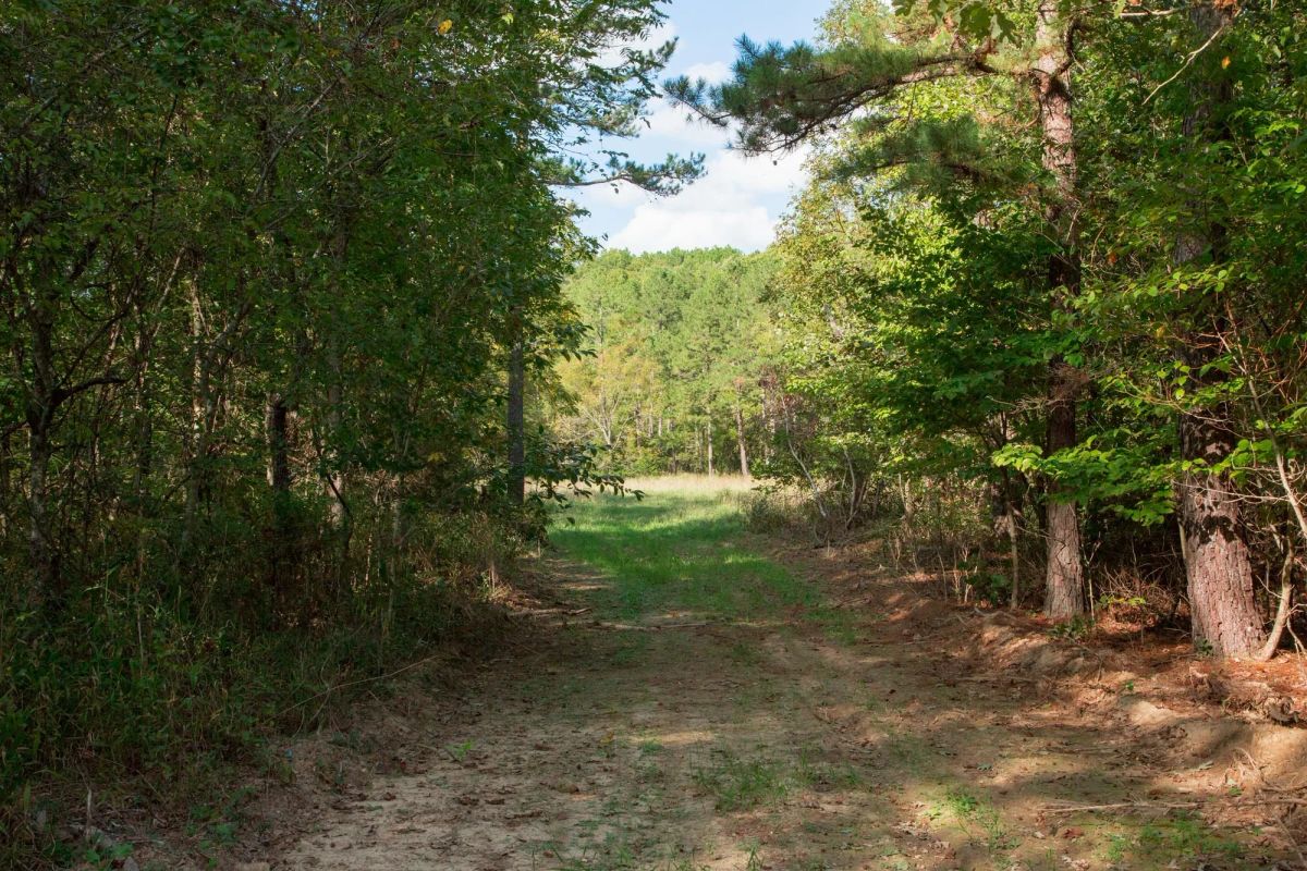 Decorative background for Wagon Wheel Ranch Tract 20 image 26