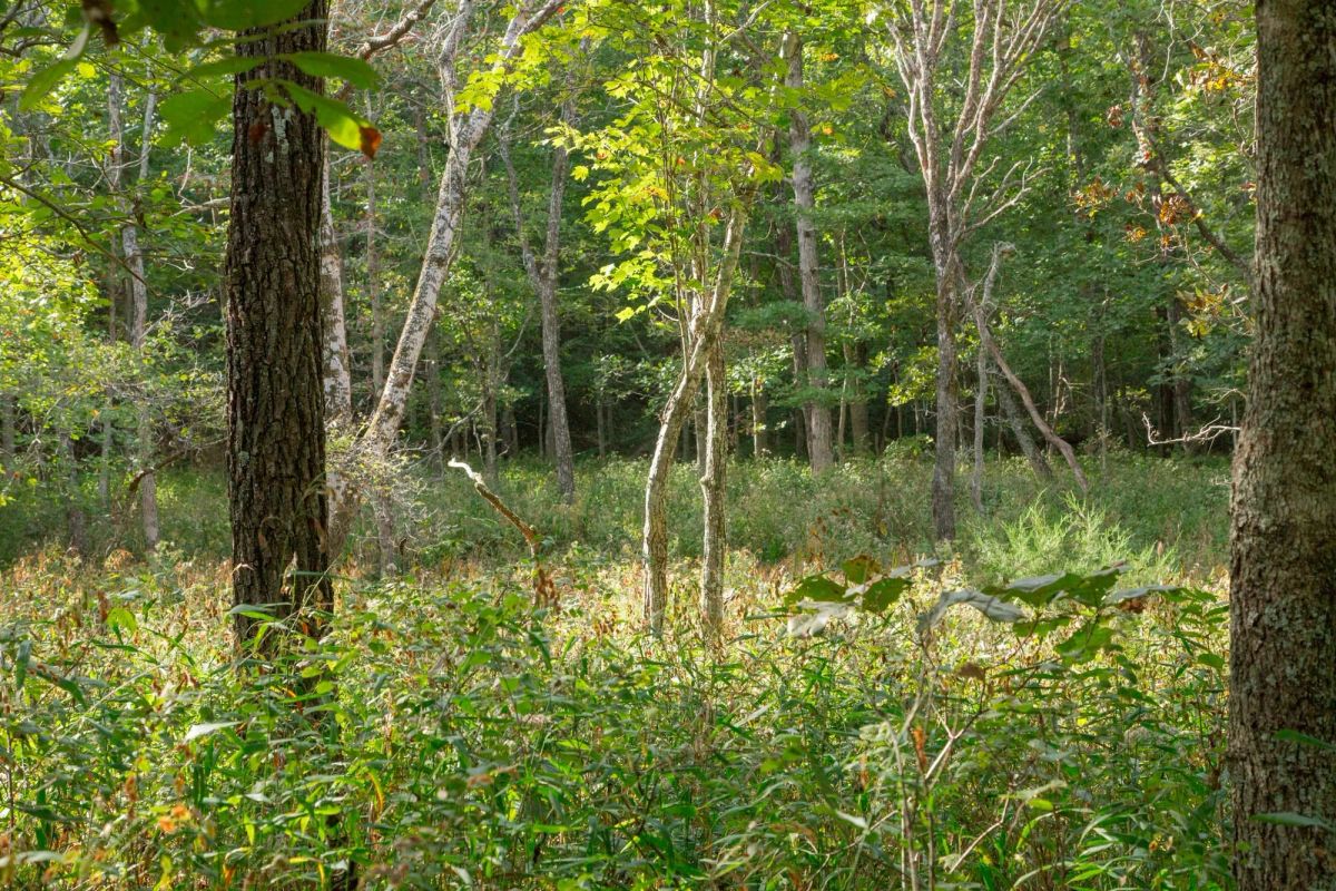 Decorative background for Wagon Wheel Ranch Tract 20 image 27