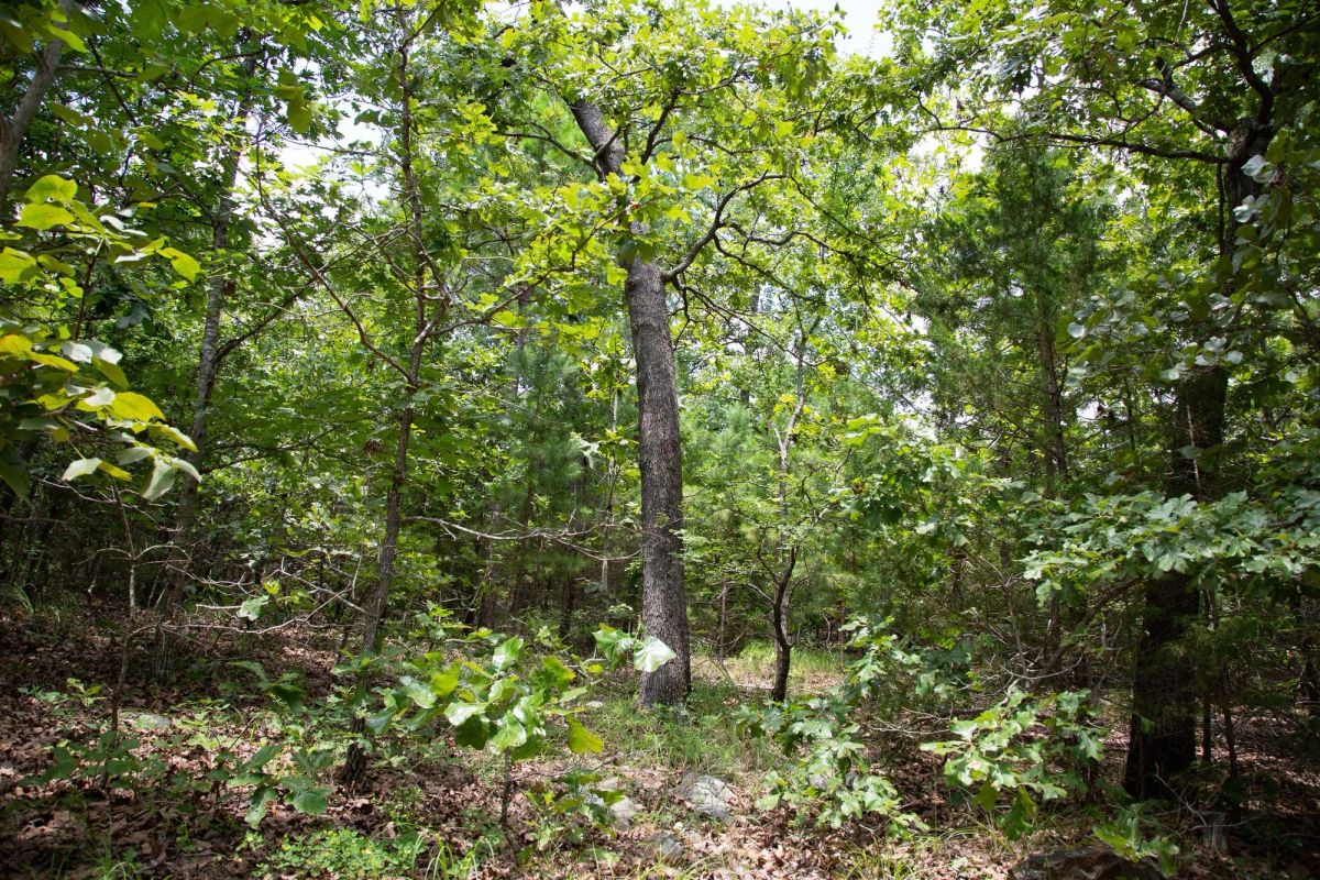 Tyler Stone Ranch Tract 62 - Image 4
