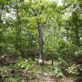 Tyler Stone Ranch Tract 62 in Le Flore County, OK