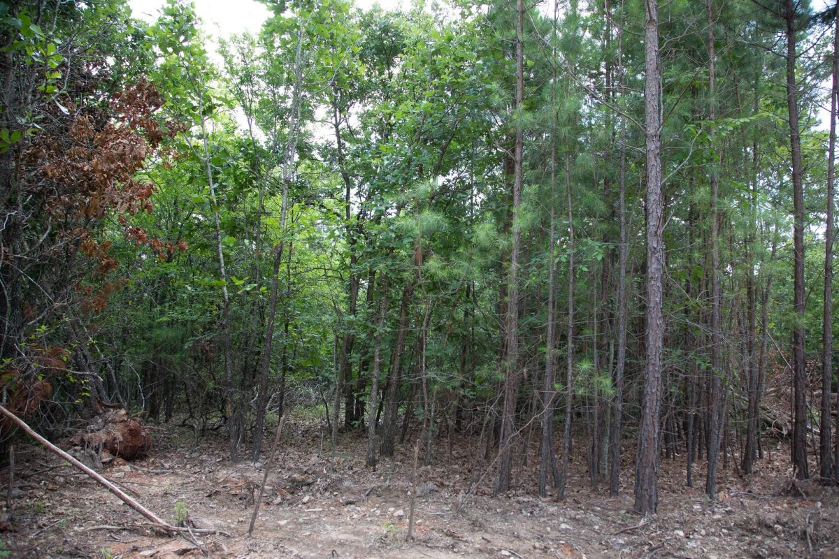 Decorative background for Tyler Stone Ranch Tract 62 image 12