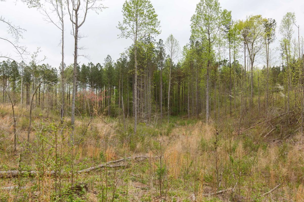 Decorative background for Twin Rivers Tract 16 image 8