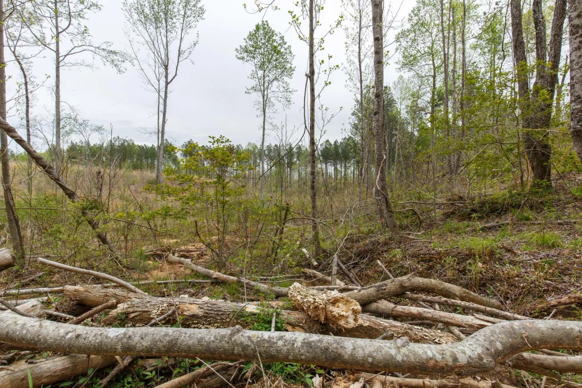 Decorative background for Twin Rivers Tract 16 image 9
