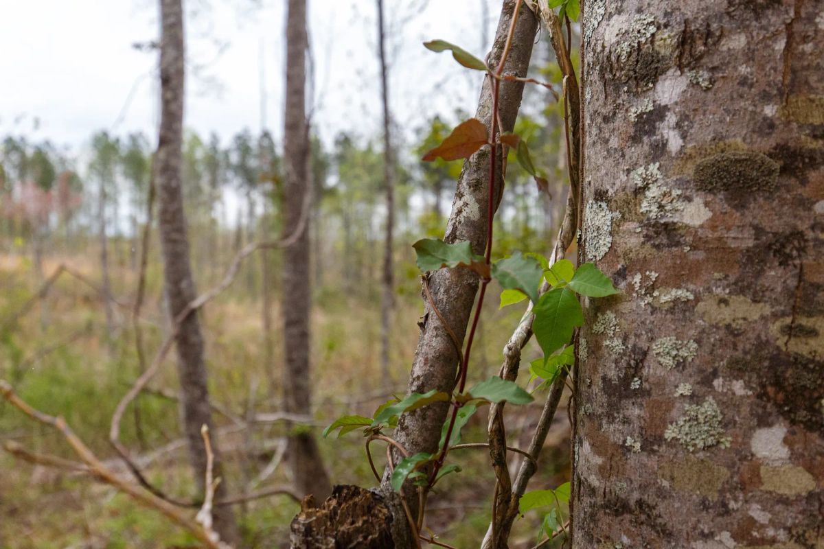 Decorative background for Twin Rivers Tract 16 image 11