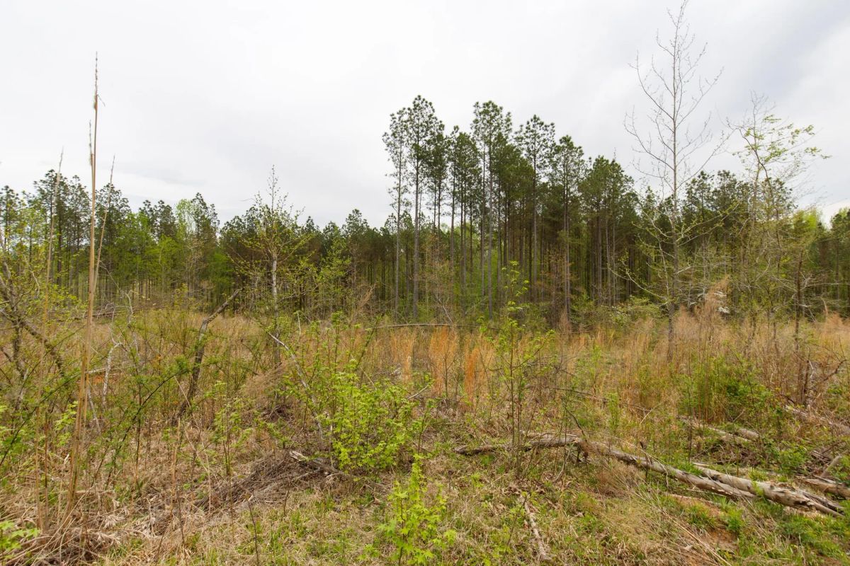 Decorative background for Twin Rivers Tract 16 image 12