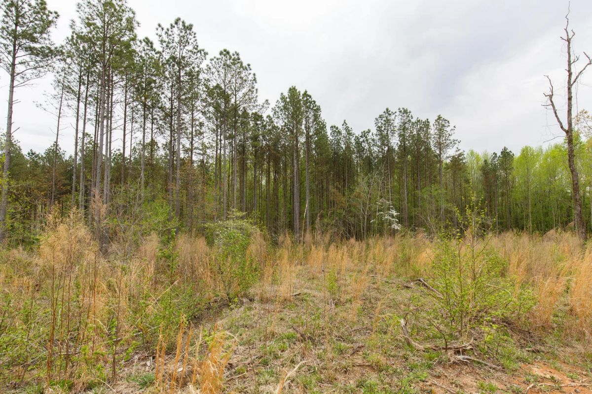 Decorative background for Twin Rivers Tract 16 image 15