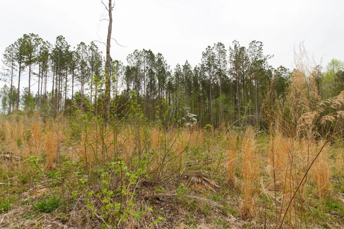 Decorative background for Twin Rivers Tract 16 image 16