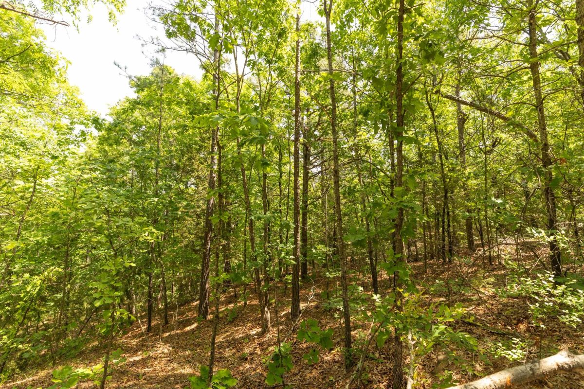 Decorative background for Stone Bridge Reserve Tract 35 image 5