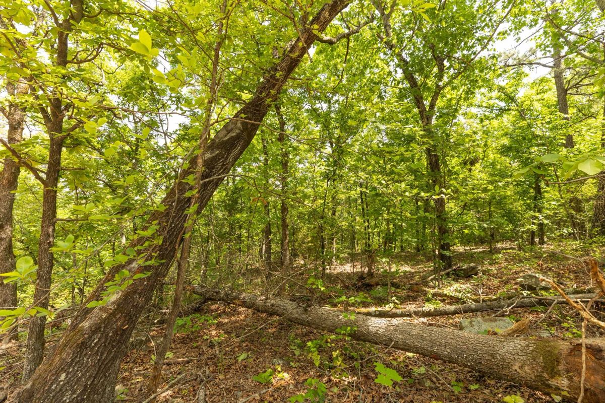 Decorative background for Stone Bridge Reserve Tract 35 image 6
