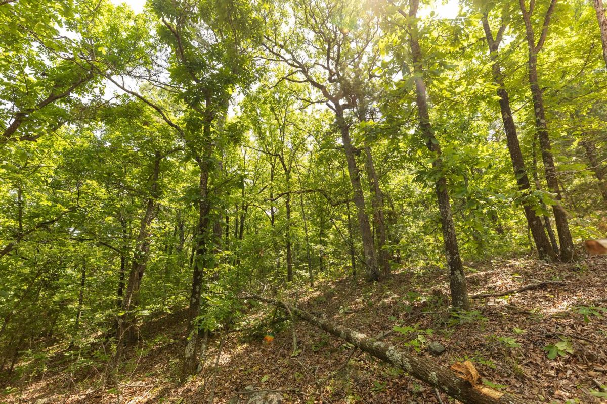 Decorative background for Stone Bridge Reserve Tract 35 image 8