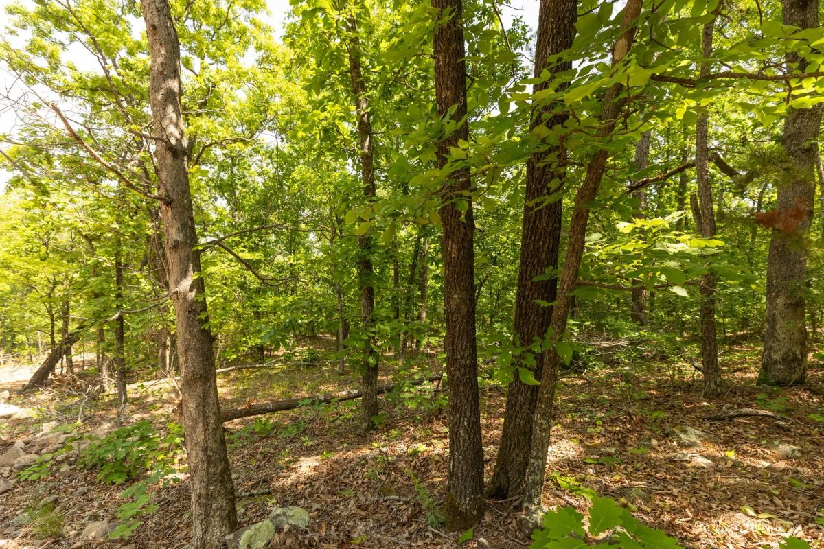 Decorative background for Stone Bridge Reserve Tract 35 image 9