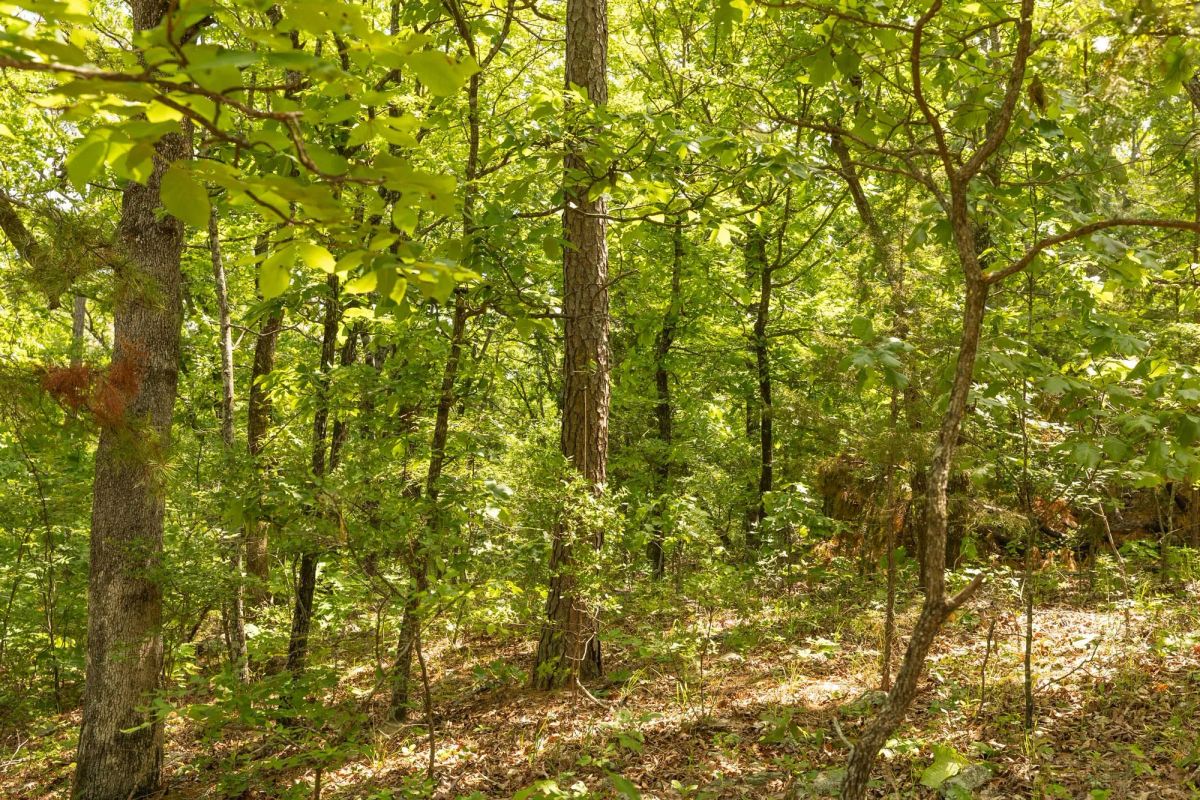 Decorative background for Stone Bridge Reserve Tract 35 image 10