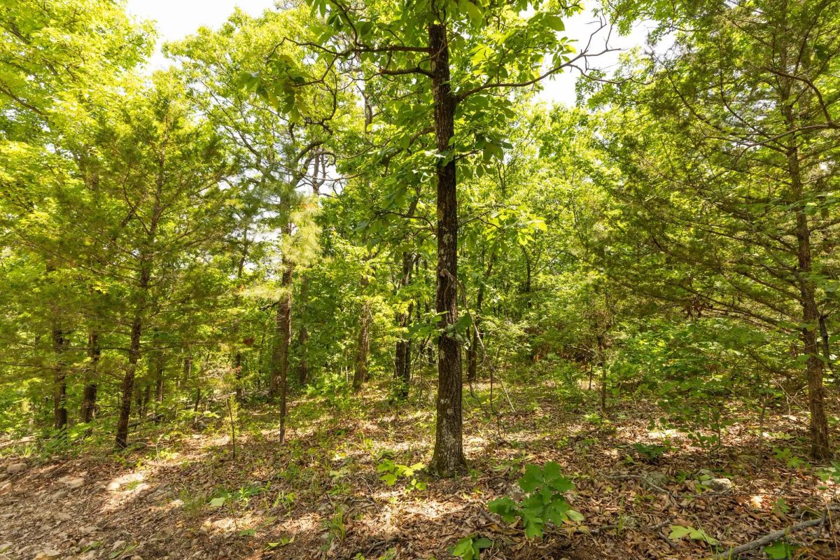 Decorative background for Stone Bridge Reserve Tract 35 image 11