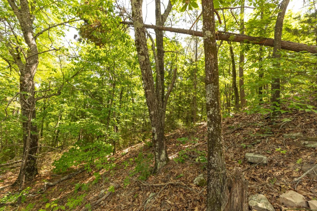 Decorative background for Stone Bridge Reserve Tract 35 image 13