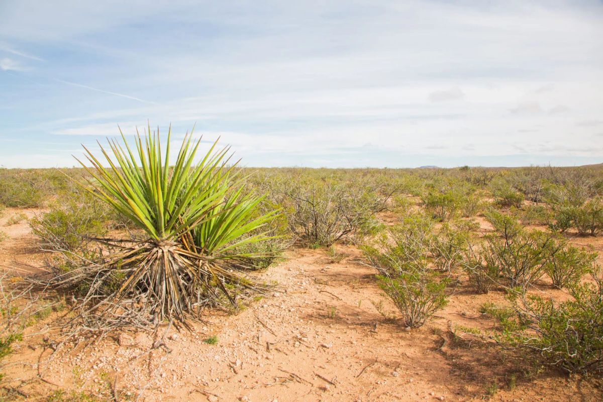 Decorative background for Sunset Ranches Tract 9 image 8