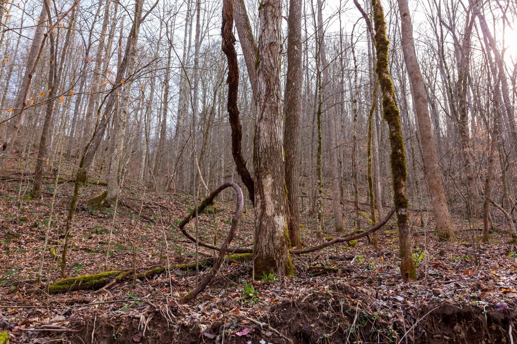 Blackstone Mountain Phase II Tract 59 in Clay County, KY