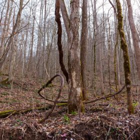 Blackstone Mountain Phase II Tract 59 in Clay County, KY