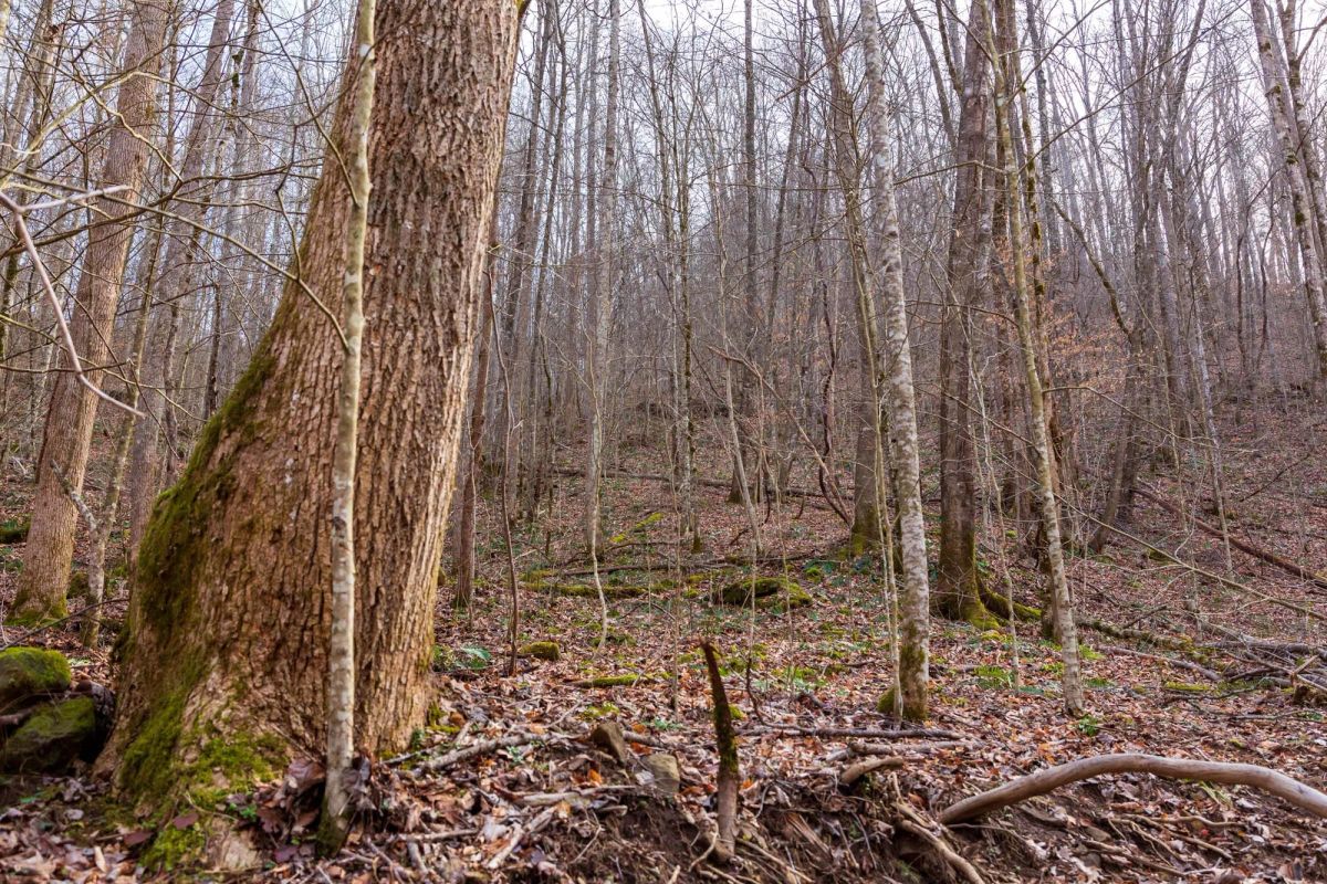 Decorative background for Blackstone Mountain Phase II Tract 59 image 5