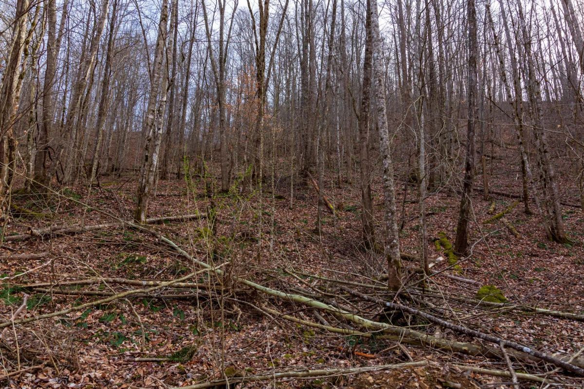 Decorative background for Blackstone Mountain Phase II Tract 59 image 6