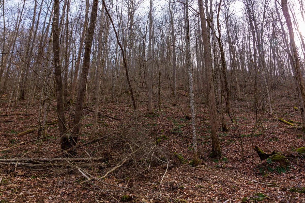 Decorative background for Blackstone Mountain Phase II Tract 59 image 7