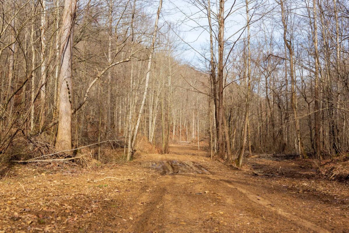 Decorative background for Blackstone Mountain Phase II Tract 59 image 8