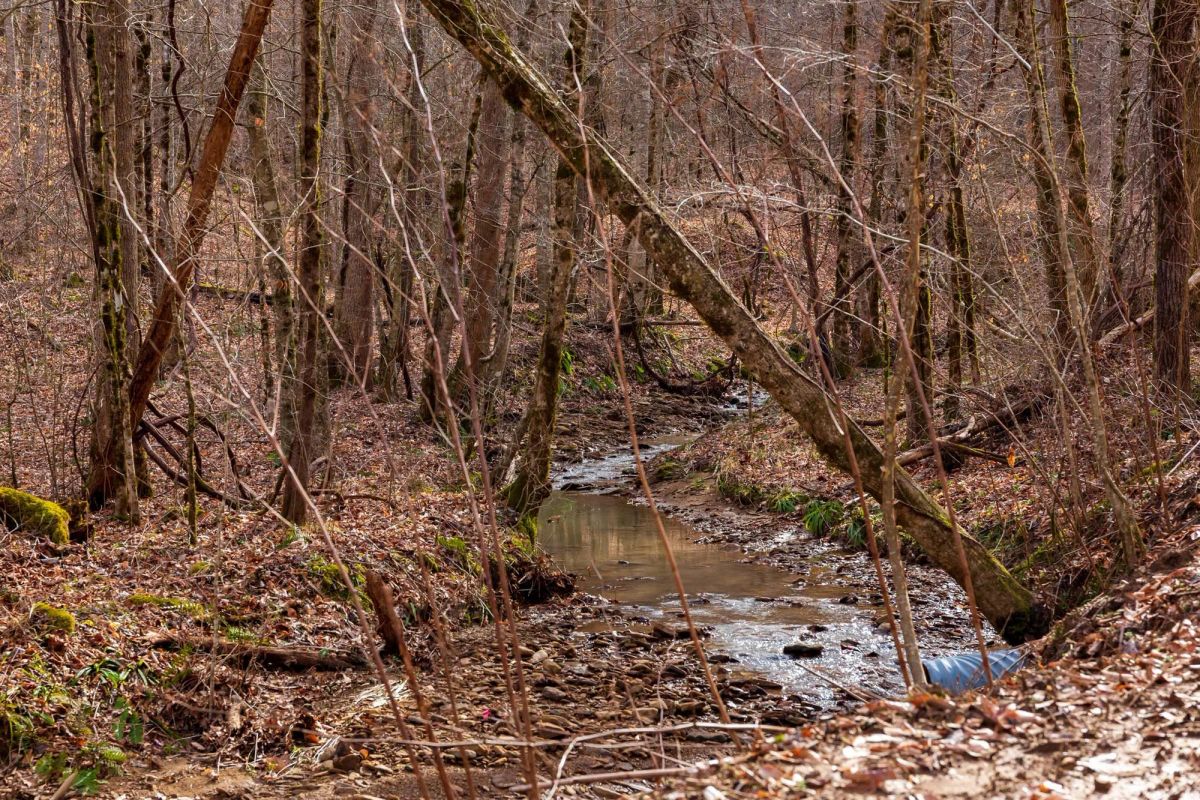 Decorative background for Blackstone Mountain Phase II Tract 59 image 9