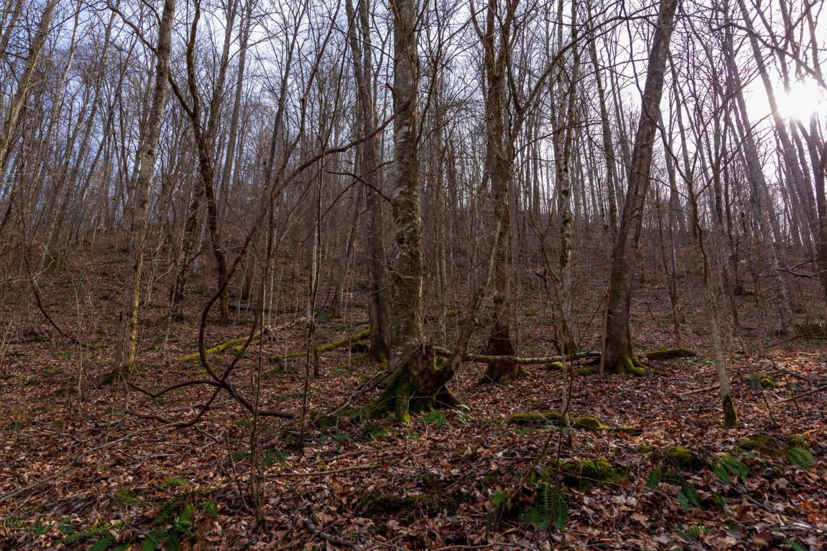 Decorative background for Blackstone Mountain Phase II Tract 59 image 11