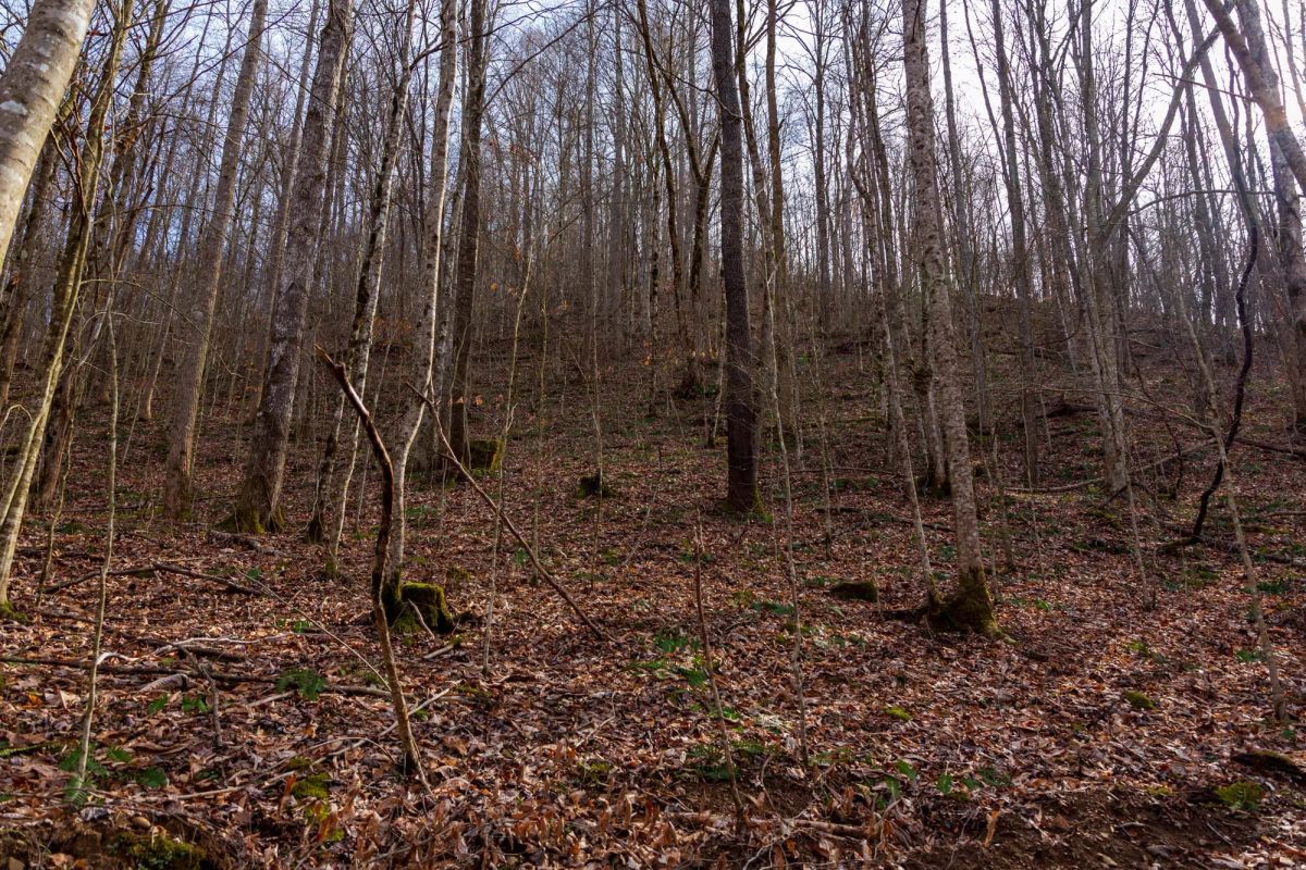Decorative background for Blackstone Mountain Phase II Tract 59 image 12
