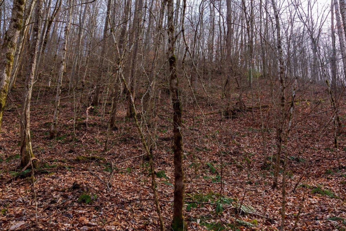 Decorative background for Blackstone Mountain Phase II Tract 59 image 13